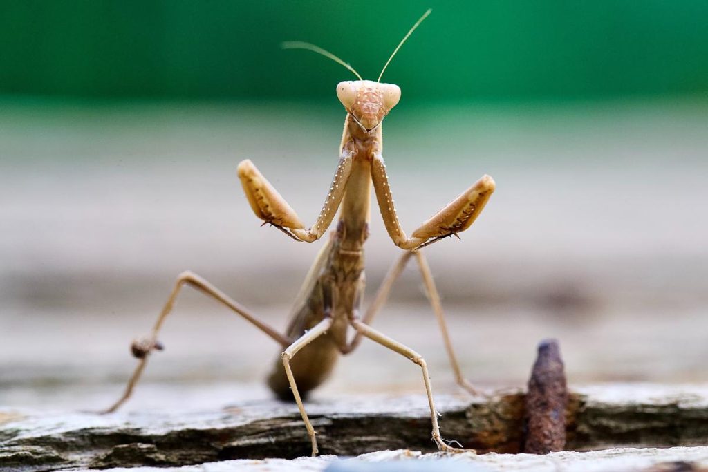 Image of a grasshopper on a blade of grass, symbolizing the need for short-term homeowners' insurance.